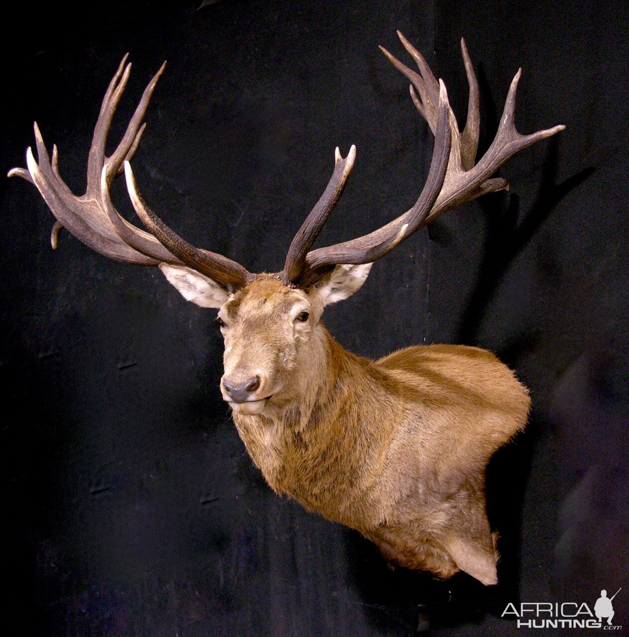 Red Stag Wall Pedestal Mount Taxidermy