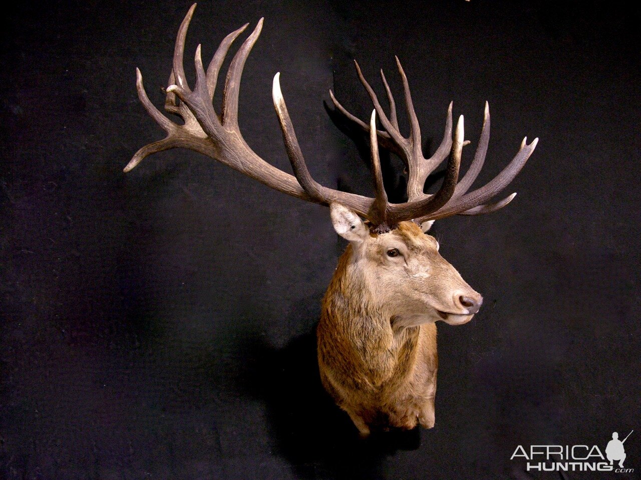 Red Stag Wall Pedestal Mount Taxidermy