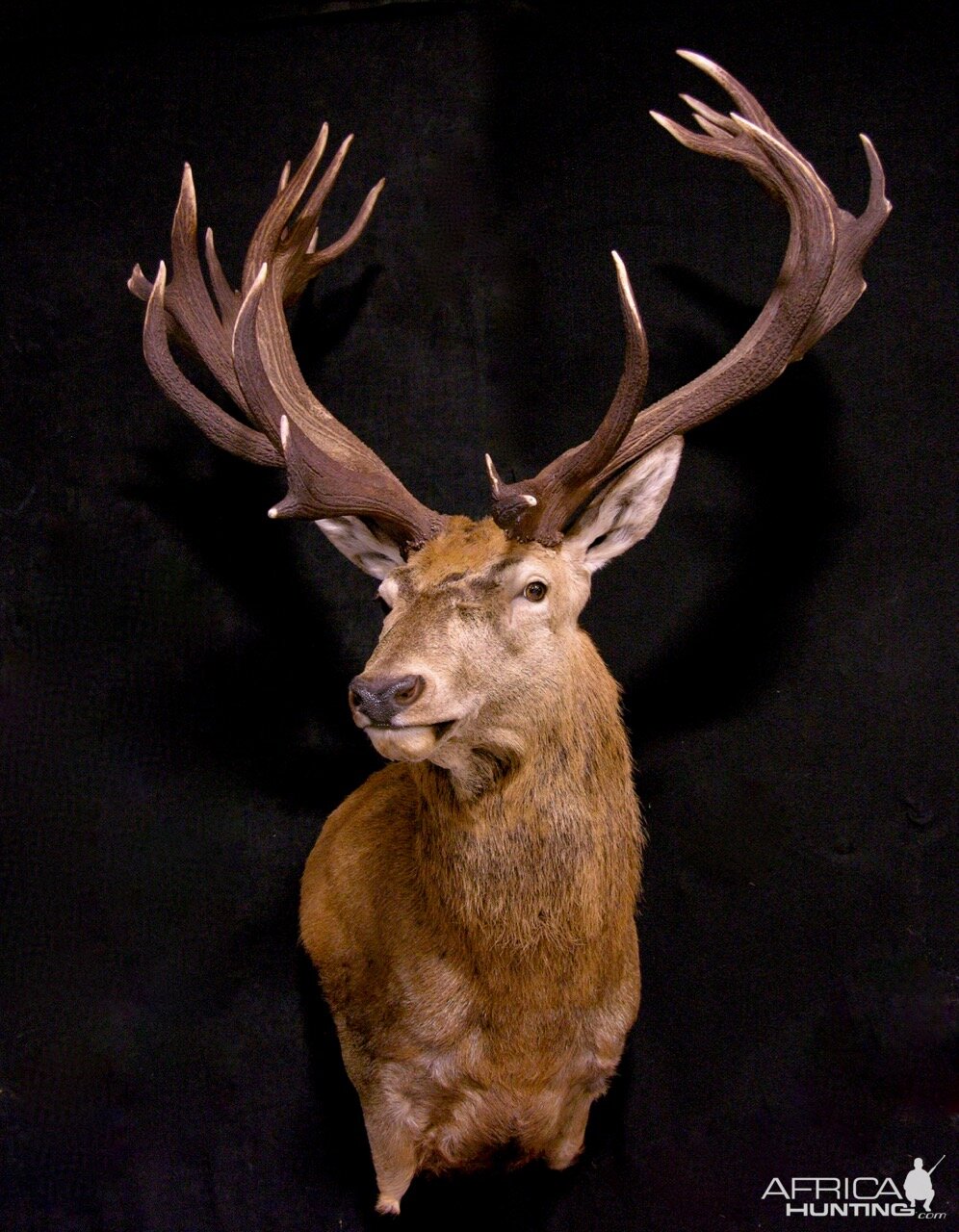 Red Stag Wall Pedestal Mount Taxidermy