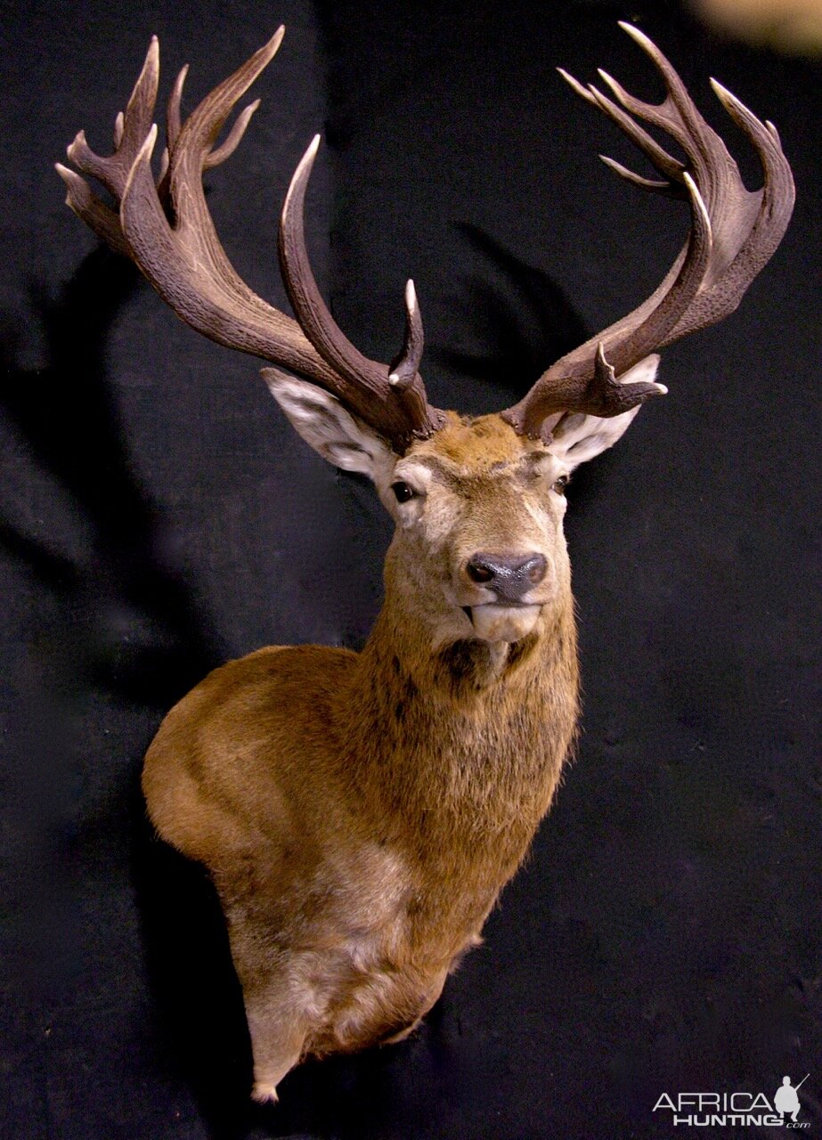 Red Stag Wall Pedestal Mount Taxidermy