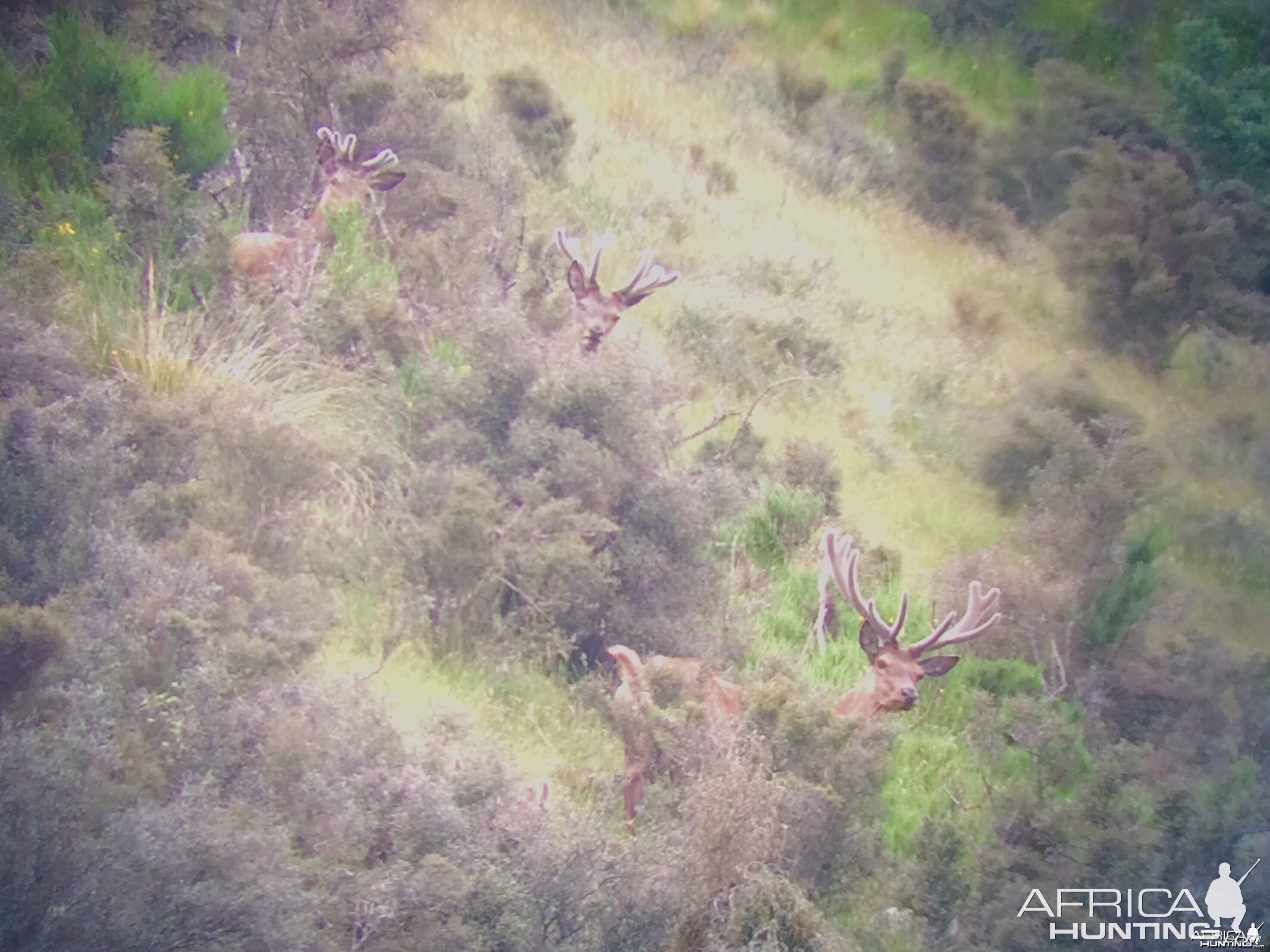 Red Stags in the Velvet