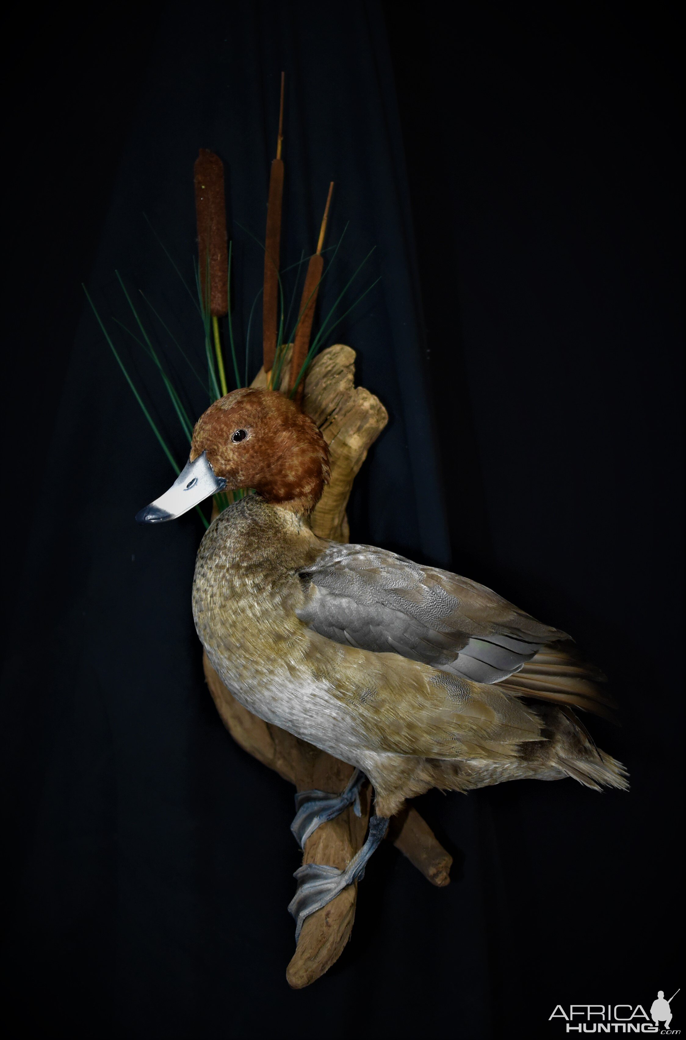 Redhead Duck Full Mount Taxidermy