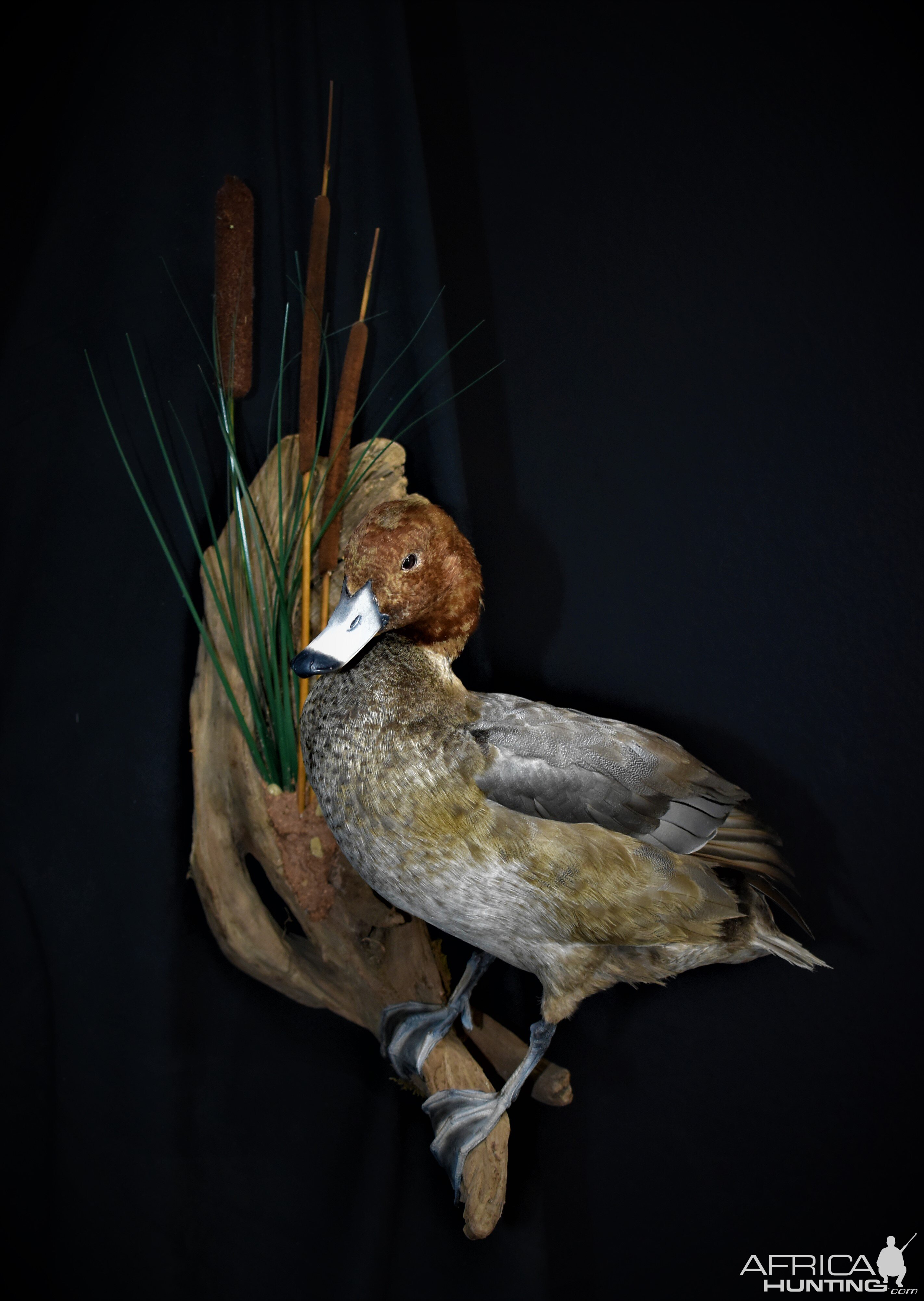 Redhead Duck Full Mount Taxidermy