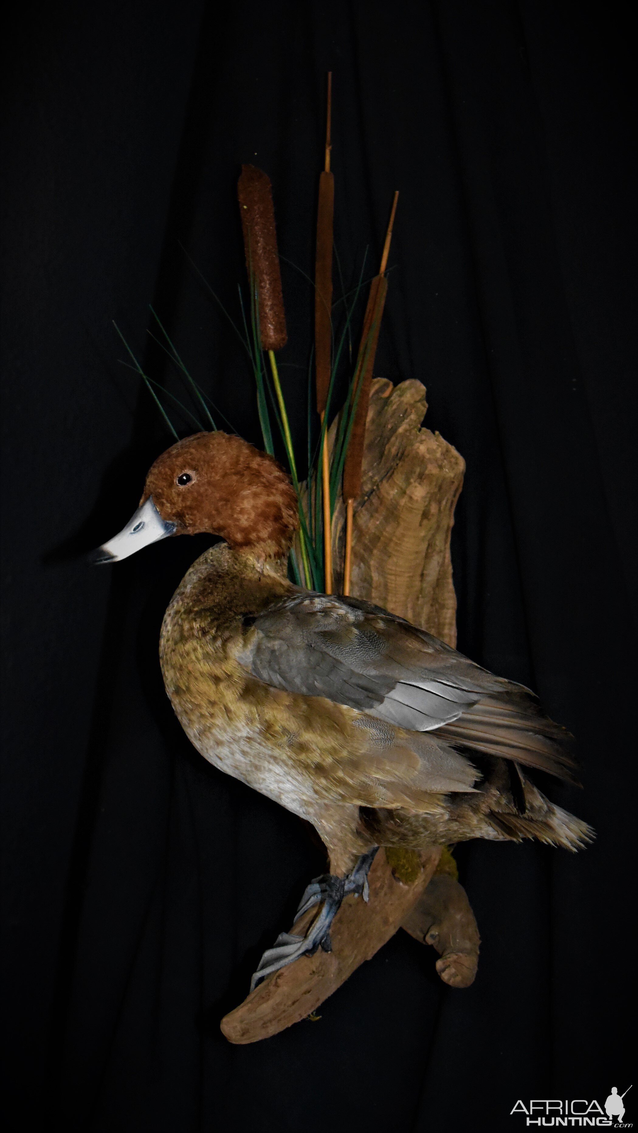 Redhead Duck Full Mount Taxidermy