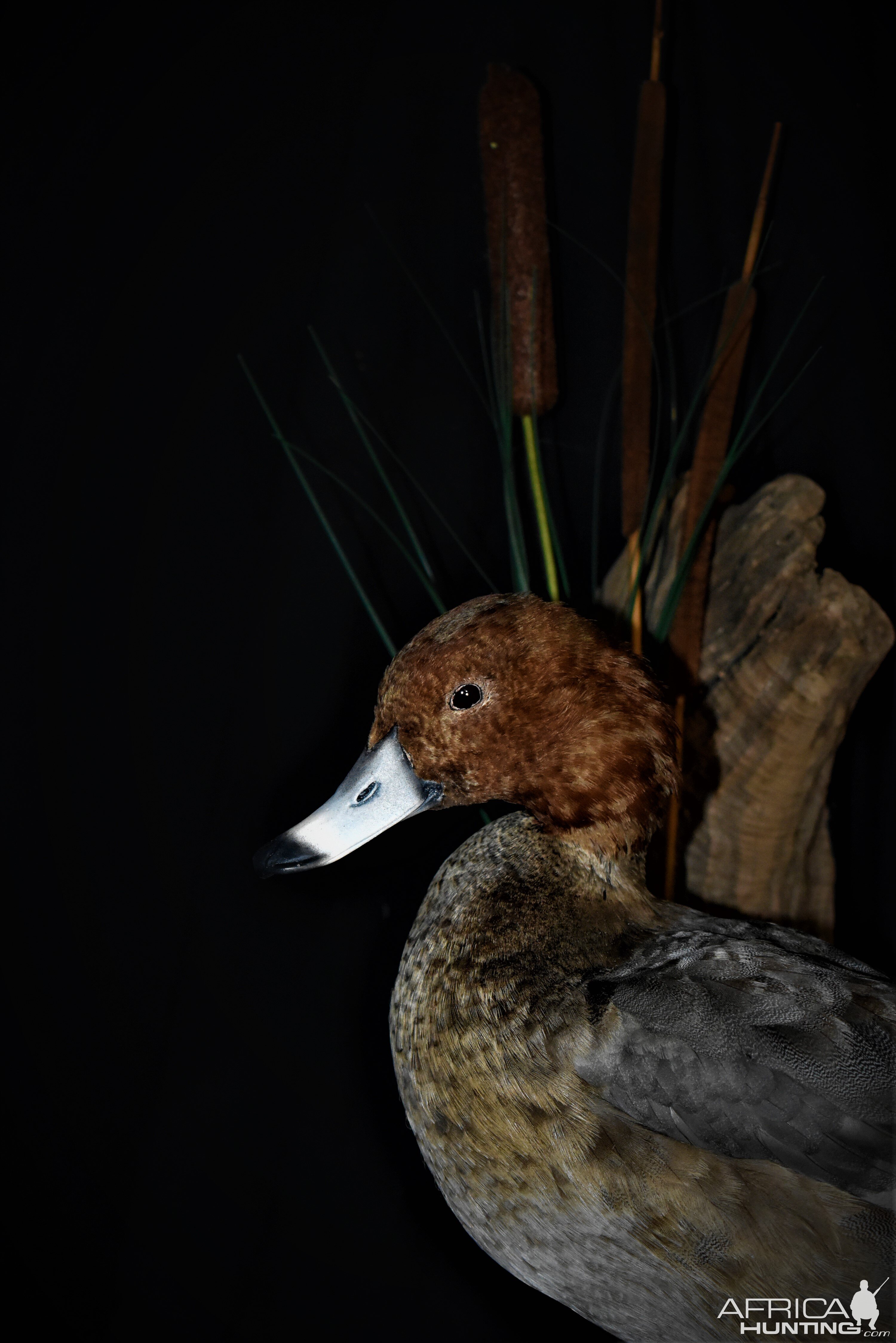 Redhead Duck Full Mount Taxidermy