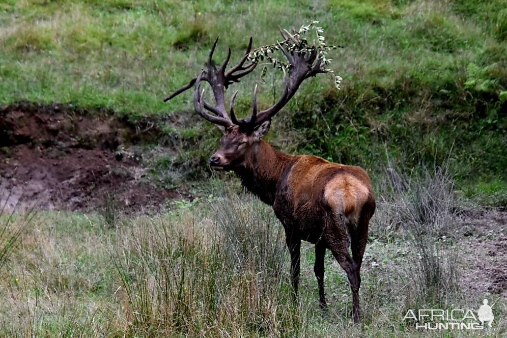 Reed Deer