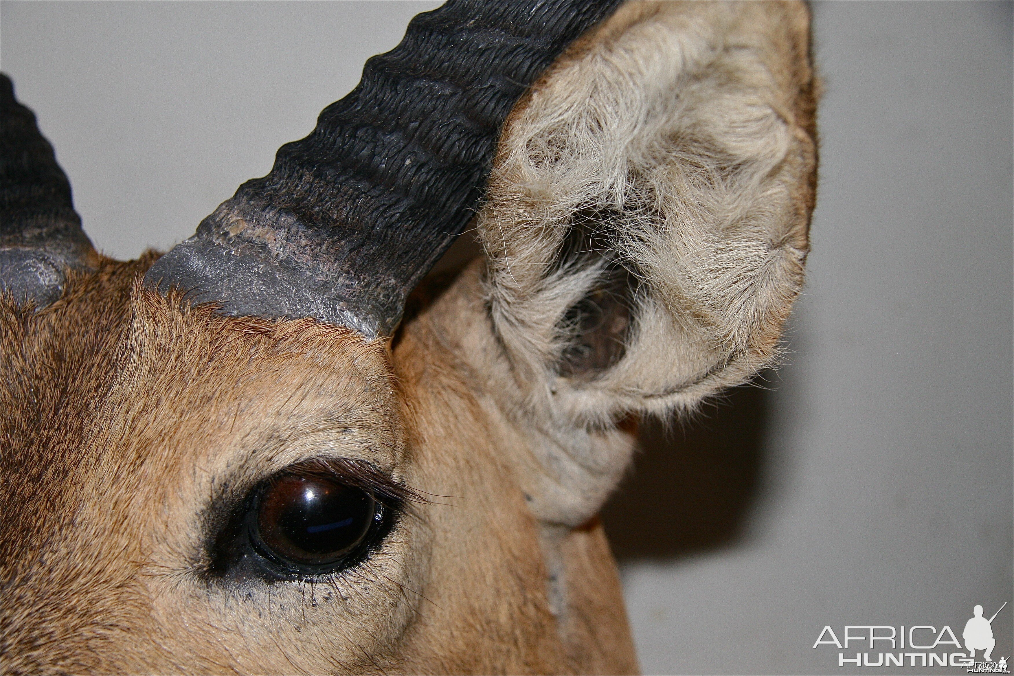 Reedbuck ear eye base