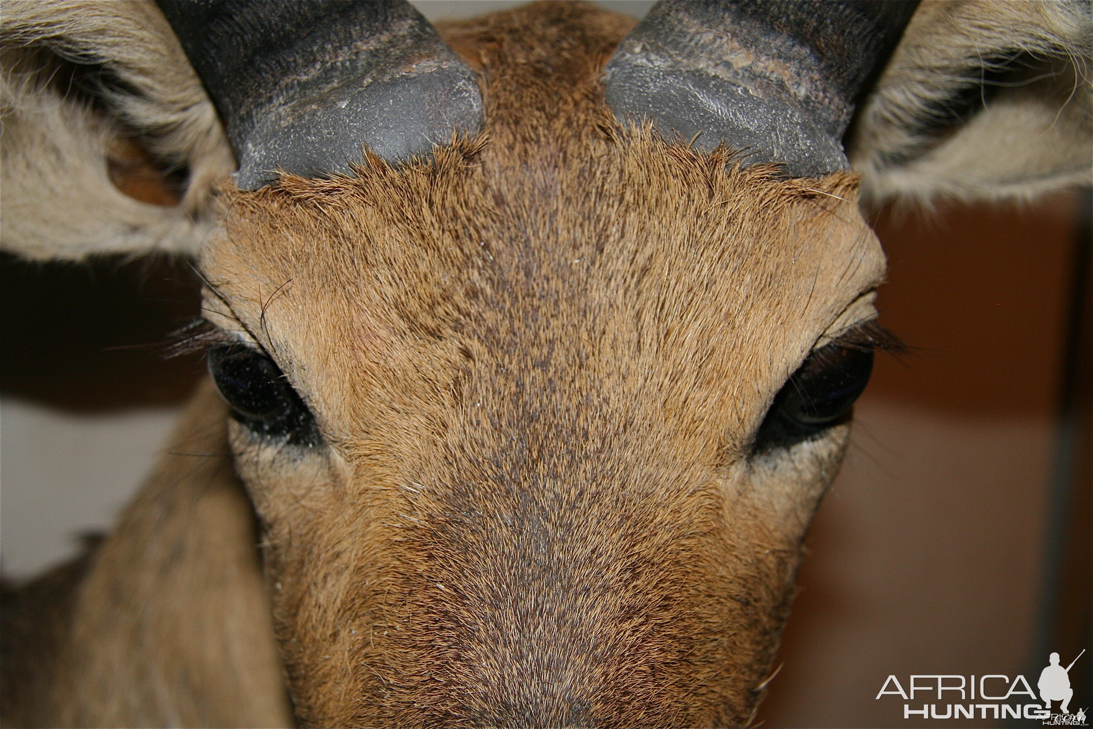 Reedbuck Face