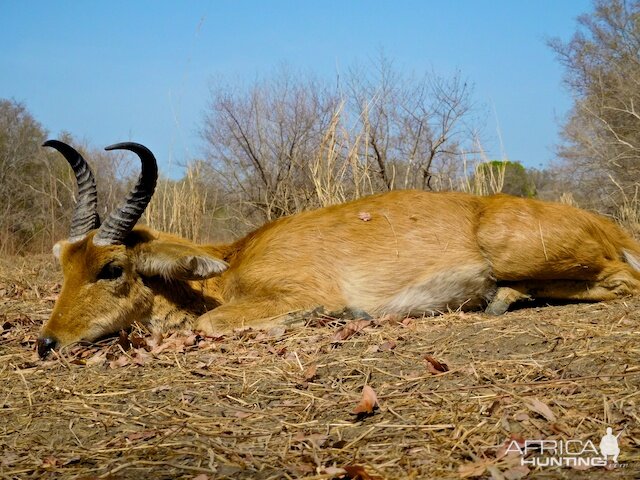 Reedbuck Hunt Burkina Faso