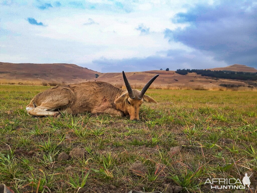 Reedbuck Hunt South Africa