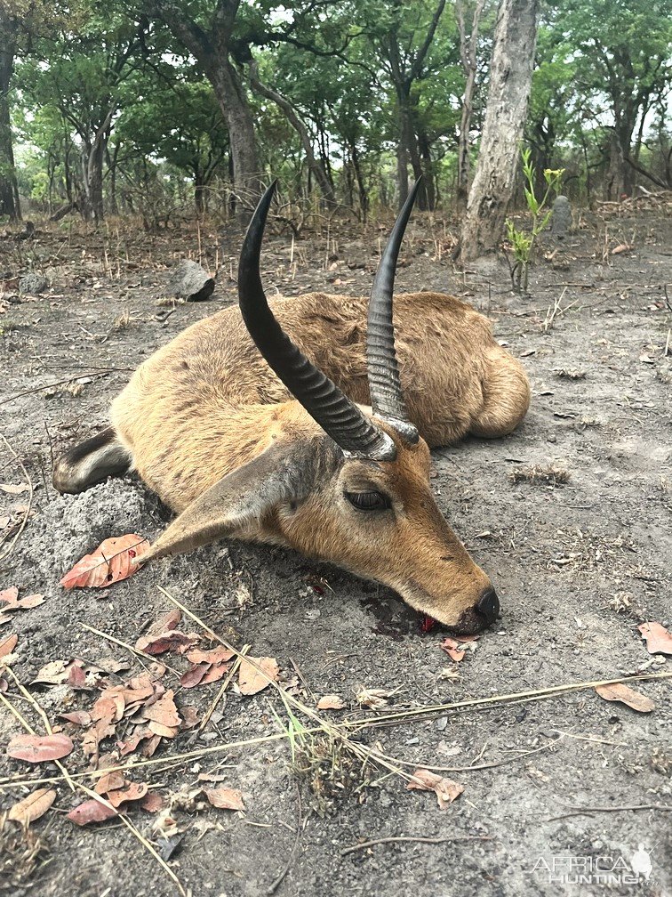 Reedbuck Hunt Takeri Private Reserve Zambia