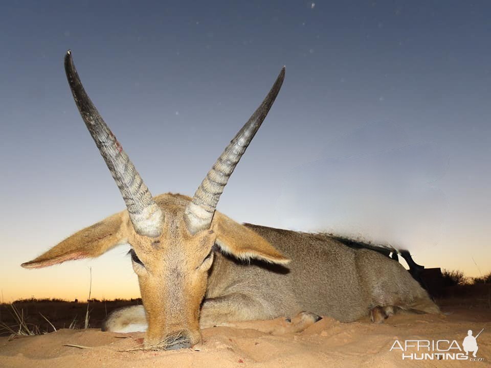 Reedbuck Hunting South Africa