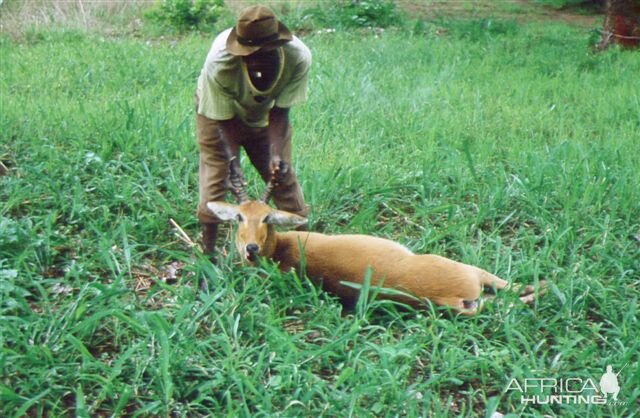 Reedbuck Hunting Tanzania during 60's