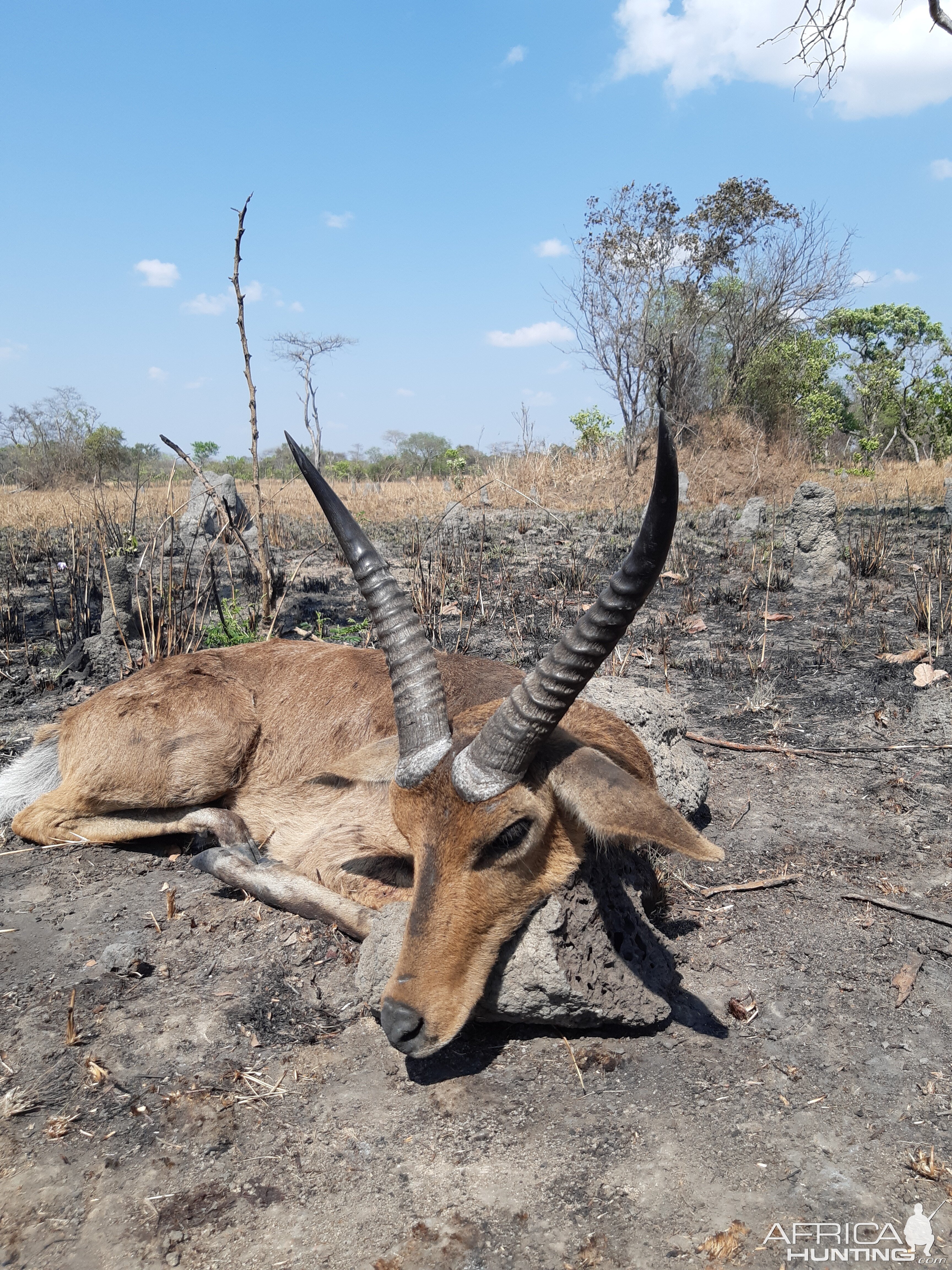 Reedbuck Hunting Zambia