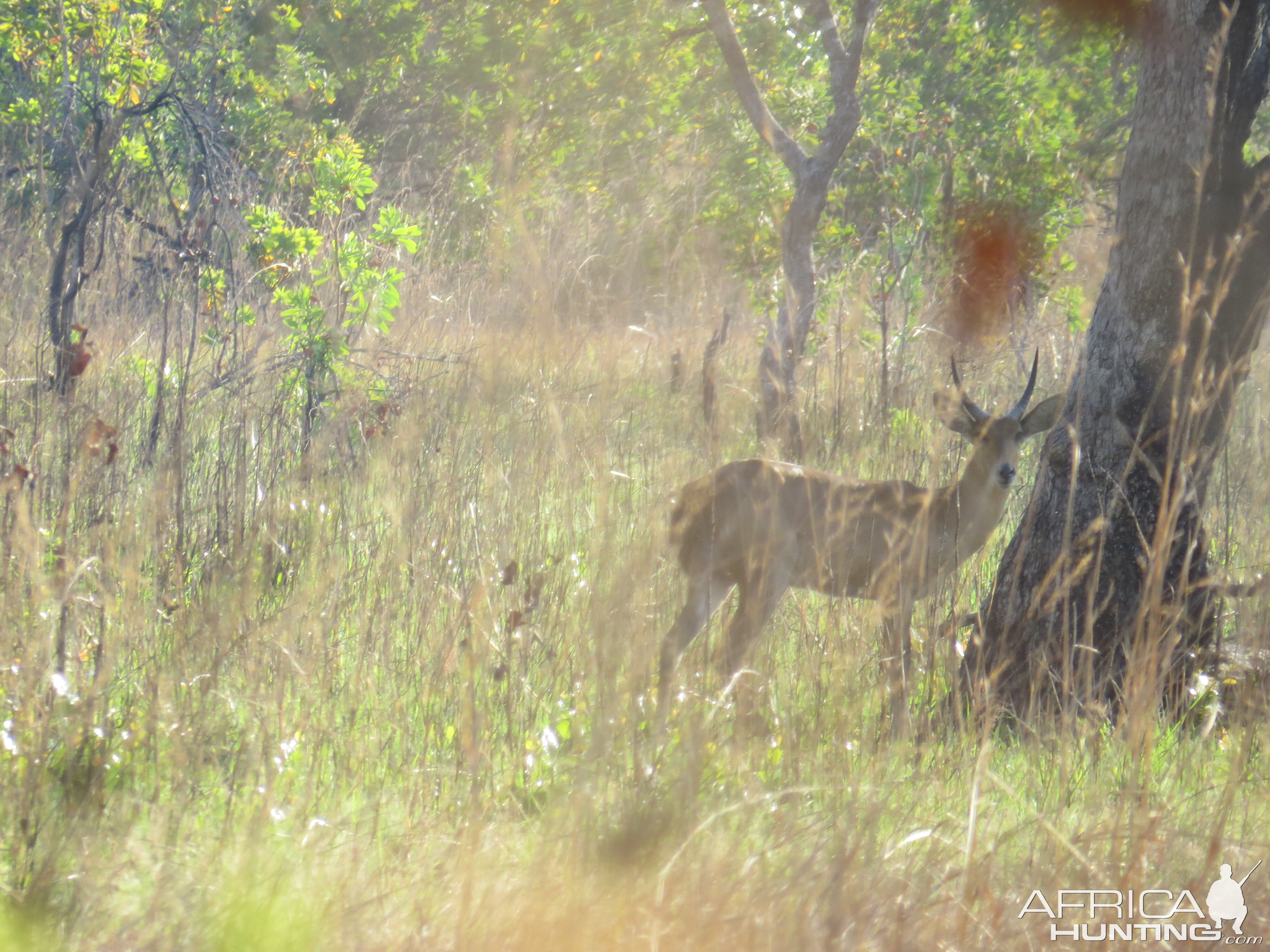 Reedbuck in Mozambique