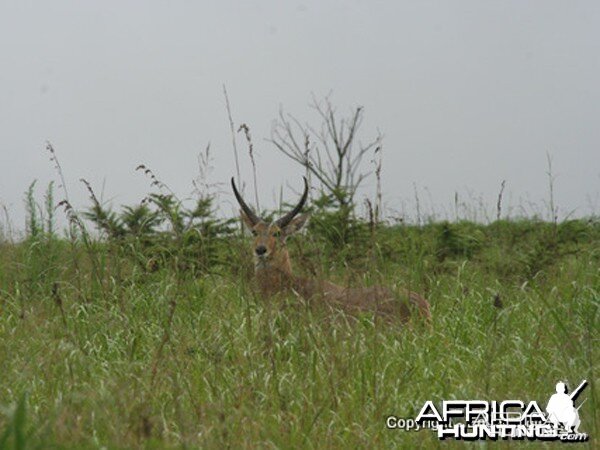 Reedbuck Ram In Typical Habitat