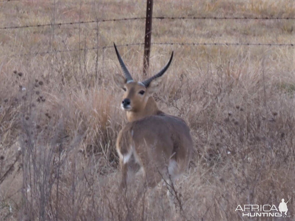 Reedbuck South Africa