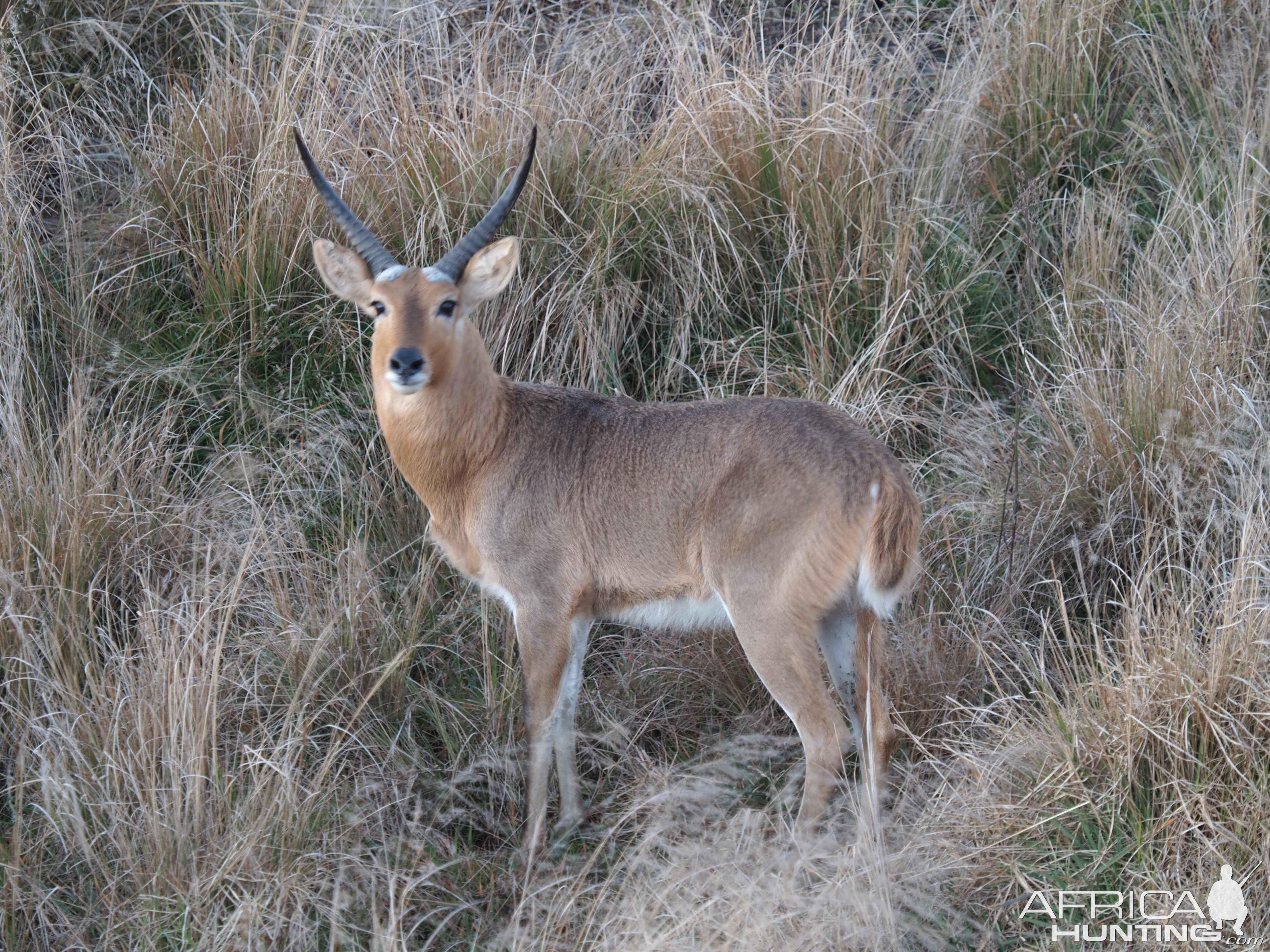 Reedbuck South Africa