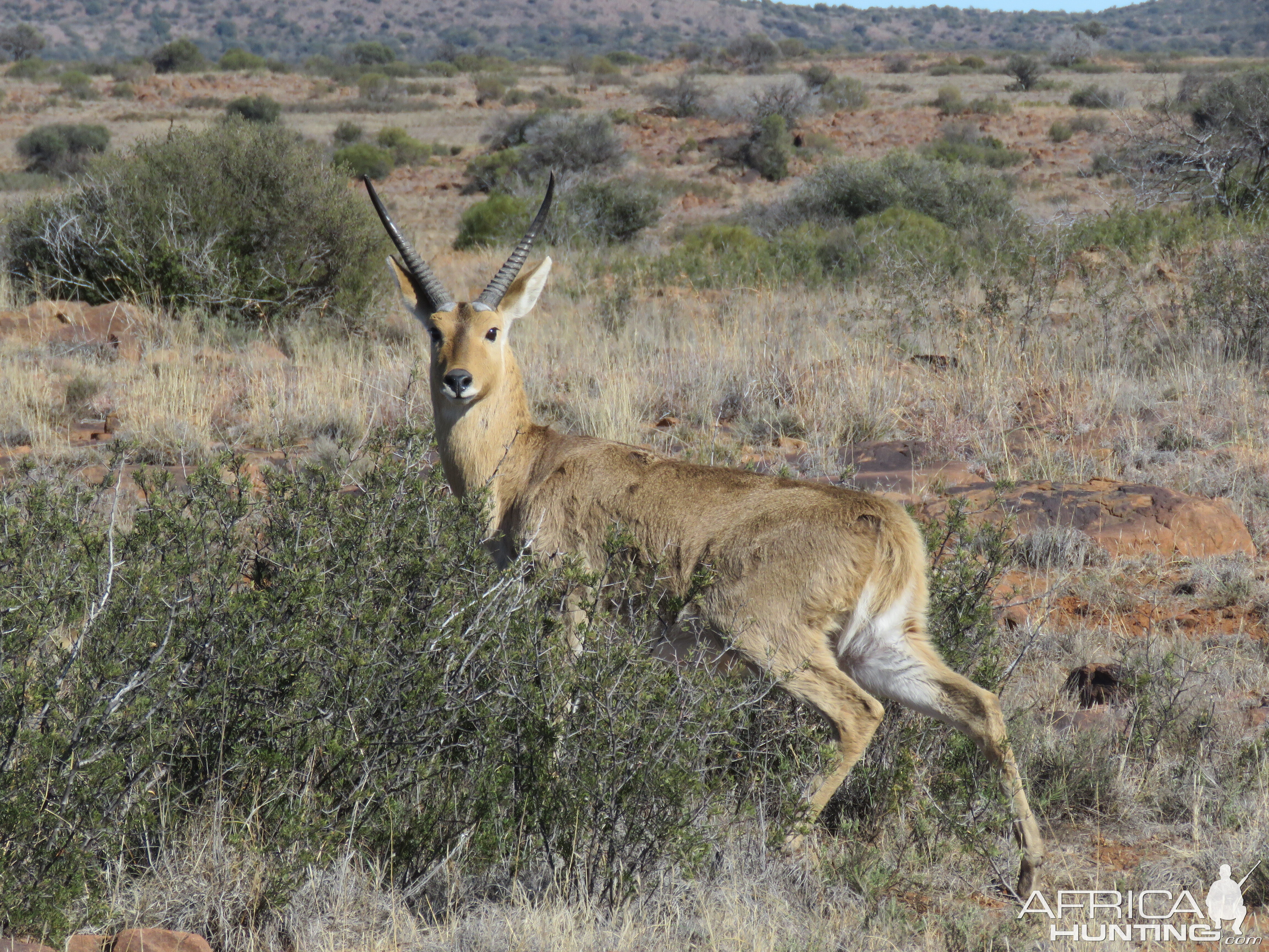 Reedbuck South Africa