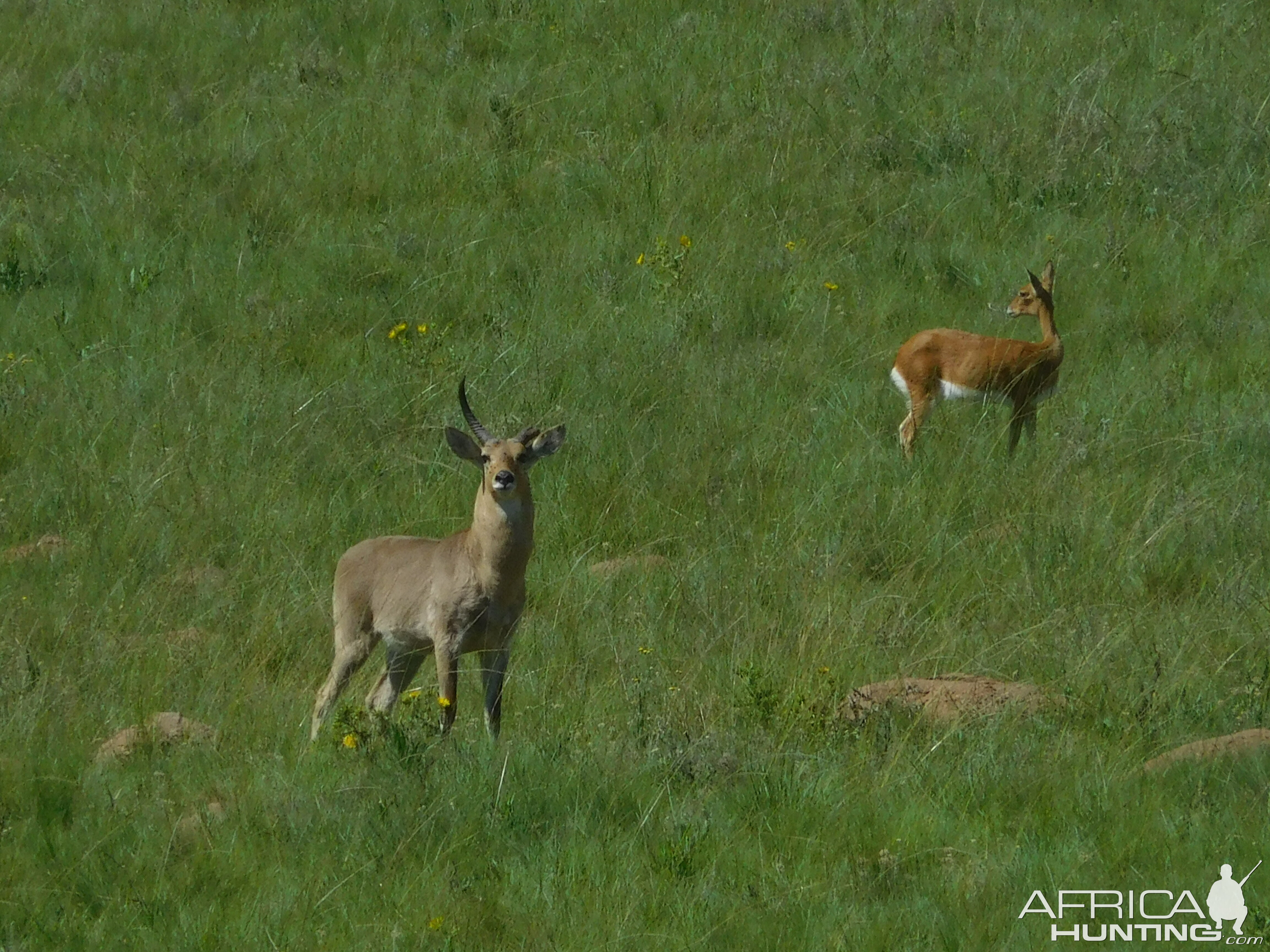 Reedbuck South Africa