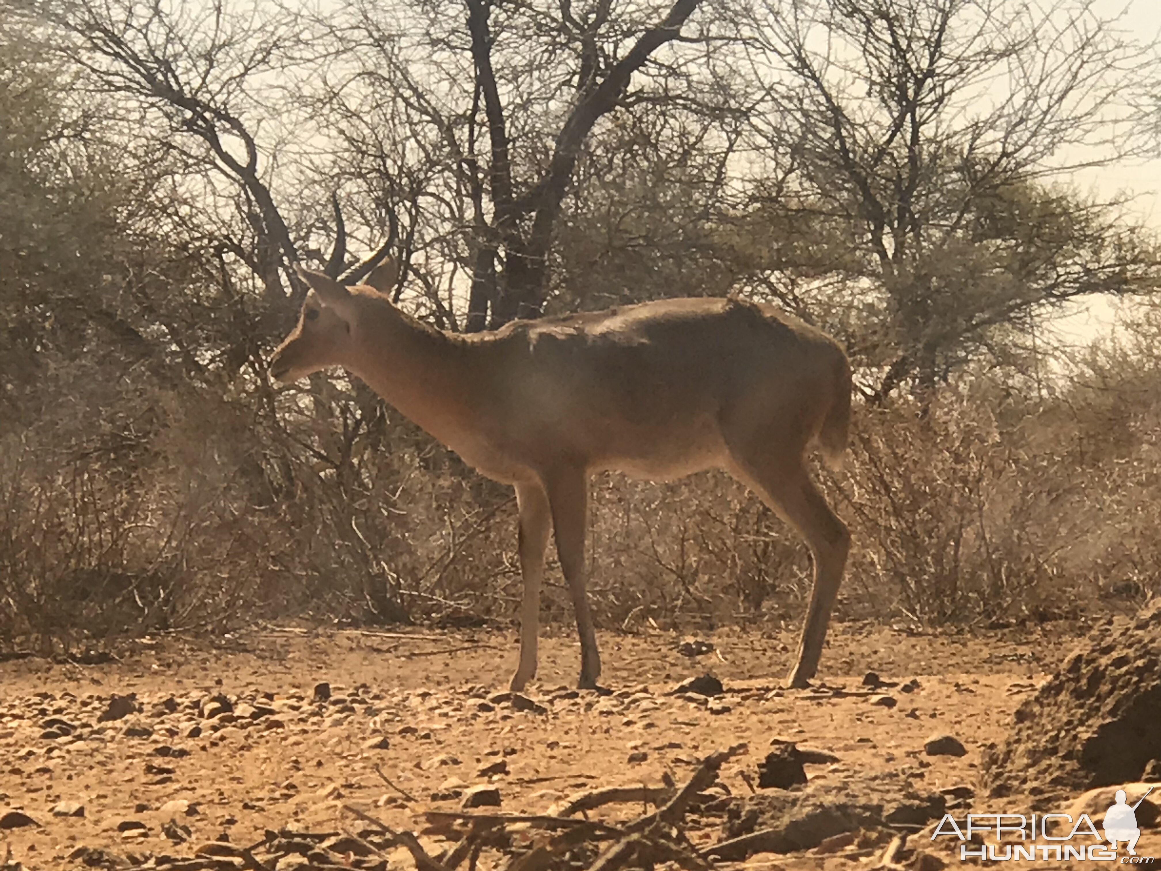 Reedbuck South Africa