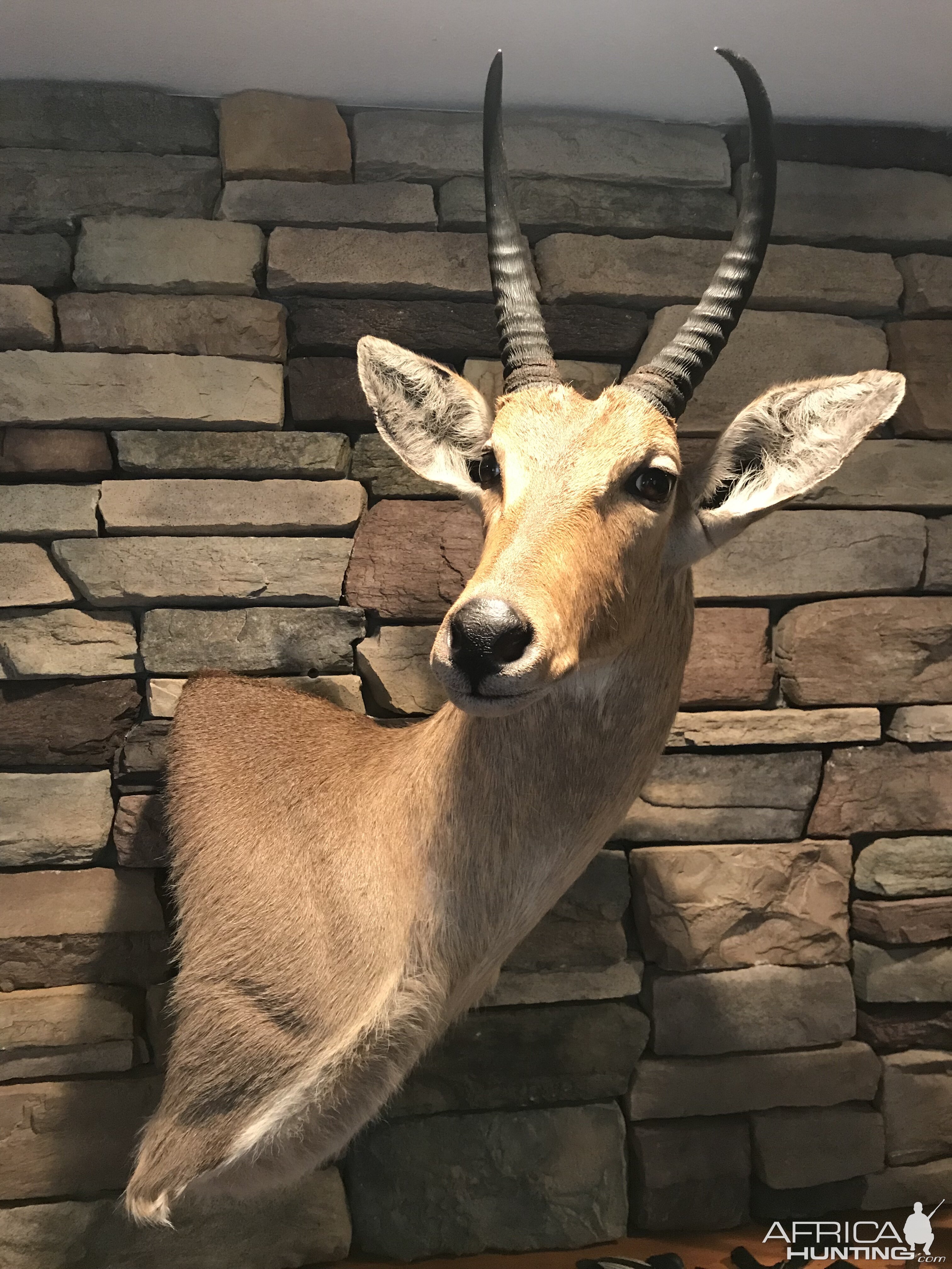 Reedbuck Wall Pedestal Mount Taxidermy