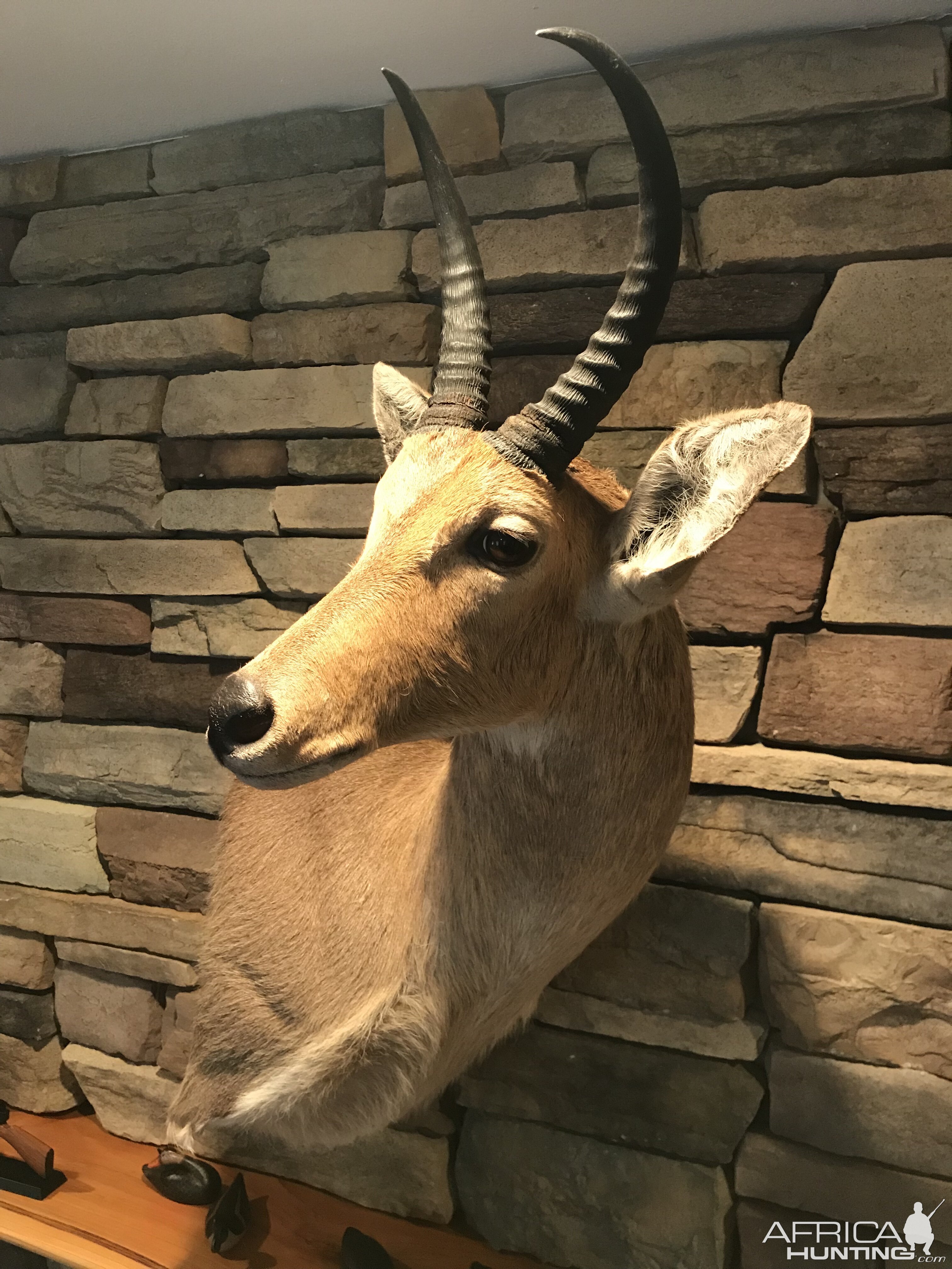 Reedbuck Wall Pedestal Mount Taxidermy