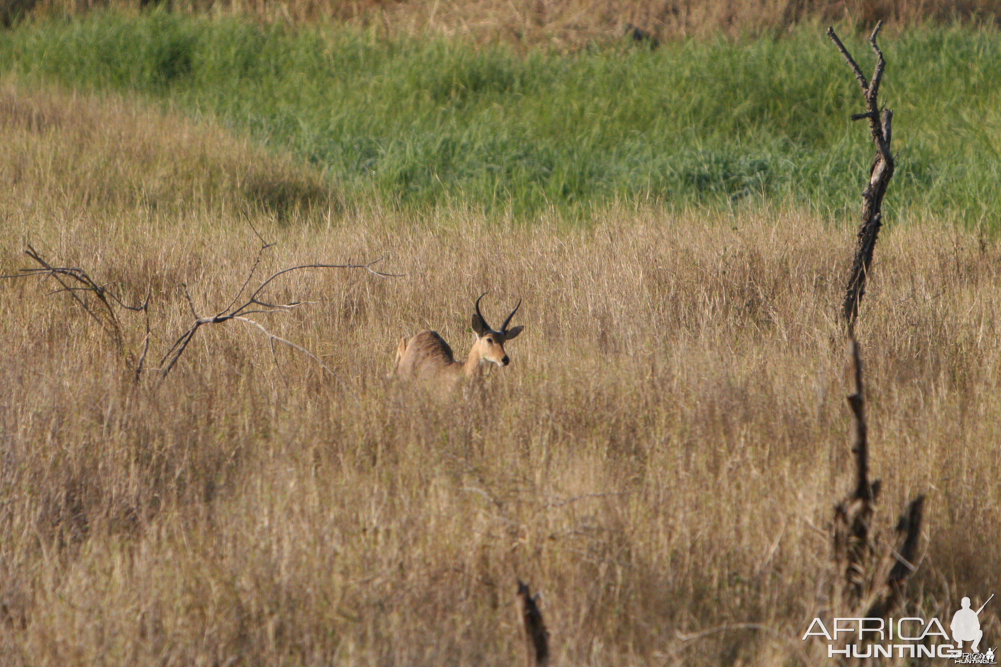 Reedbuck