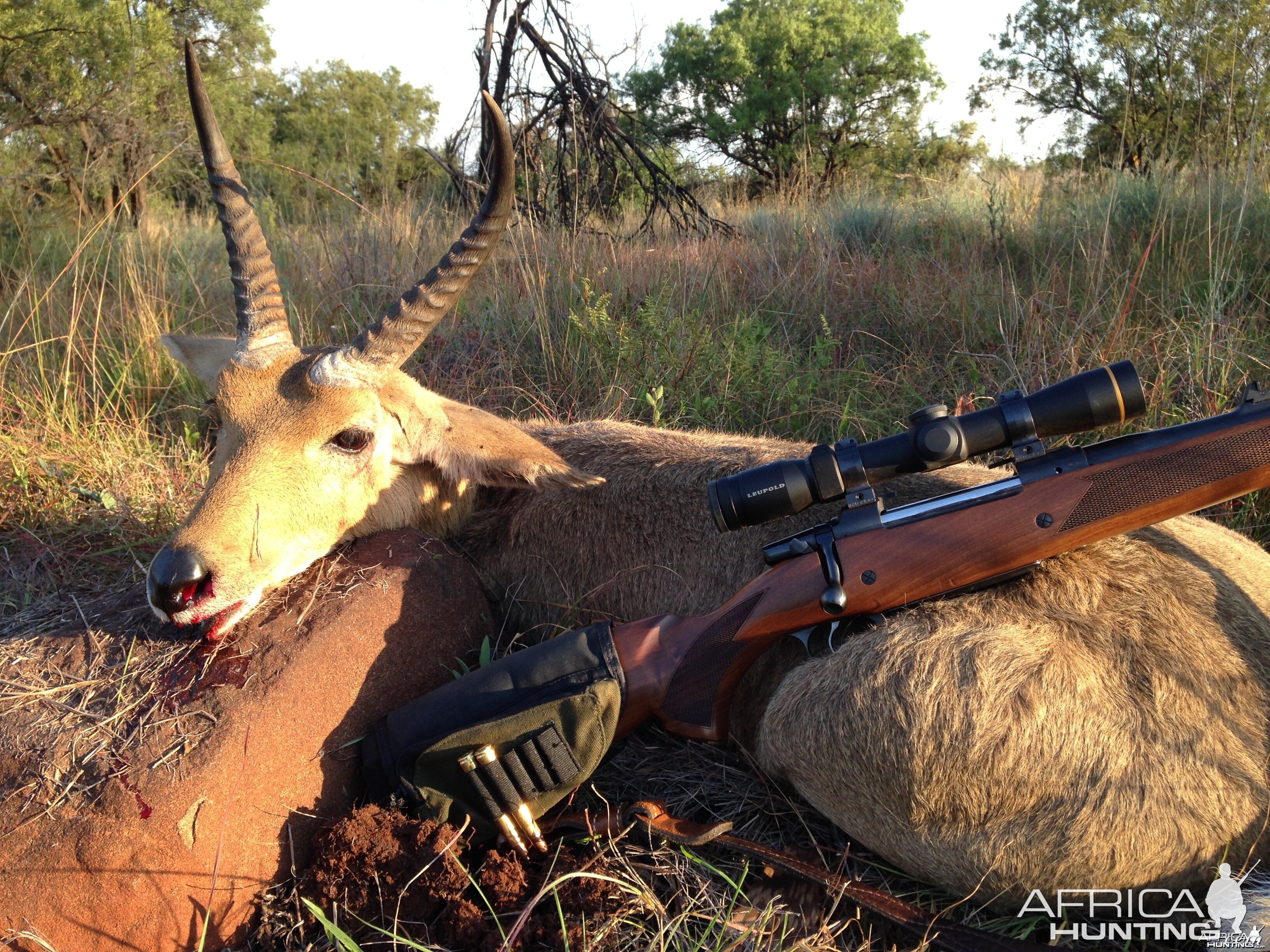 Reedbuck