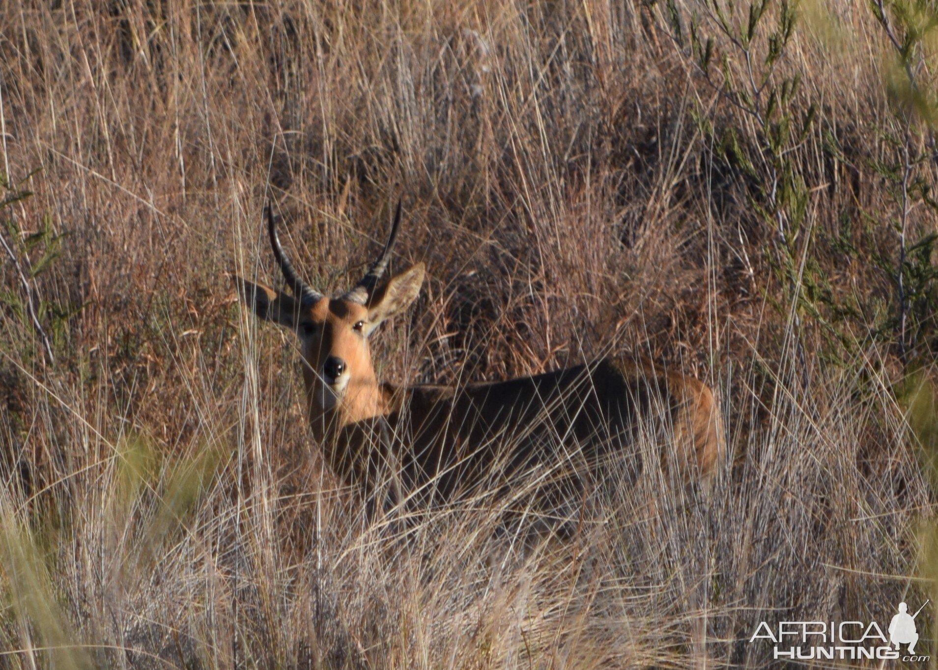 reedbuck