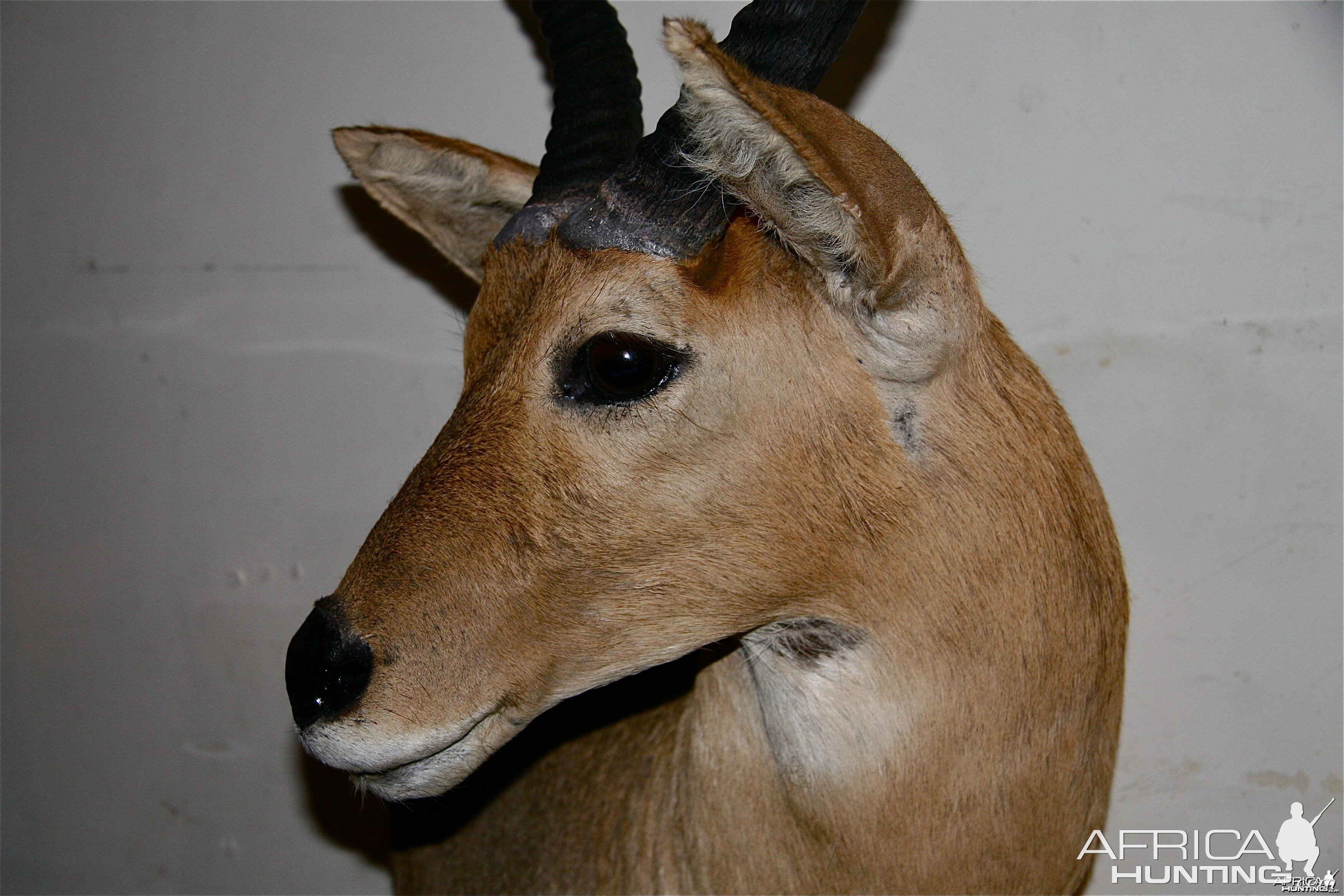 Reedbuck_sideview