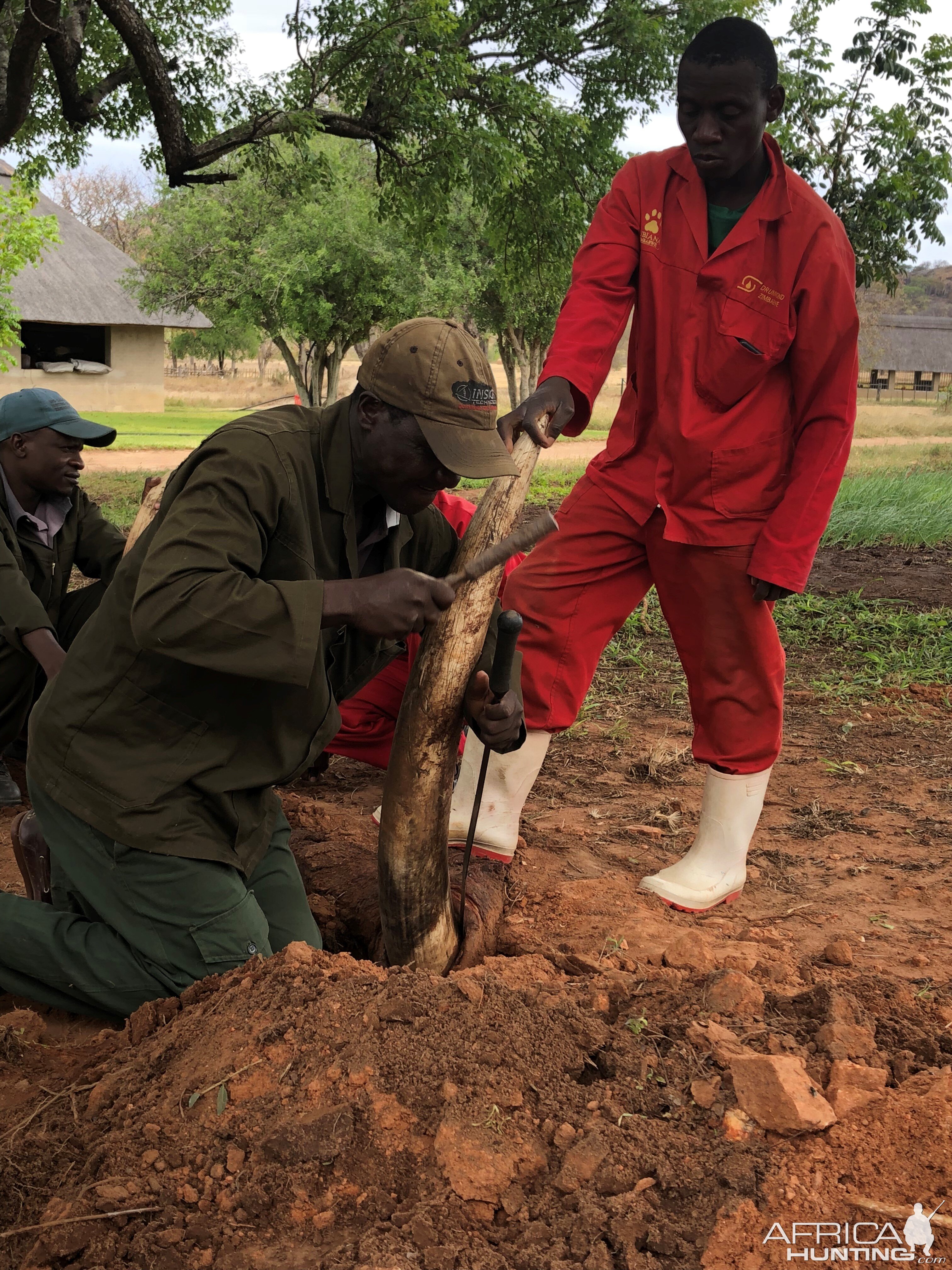 Removing Elephant Tusks