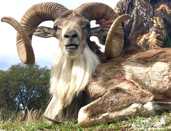 Repairing Taxidermy piece of a Transcasian Urial Sheep