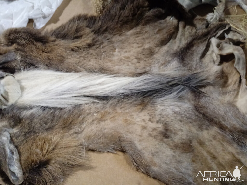 Repairing Taxidermy piece of a Transcasian Urial Sheep