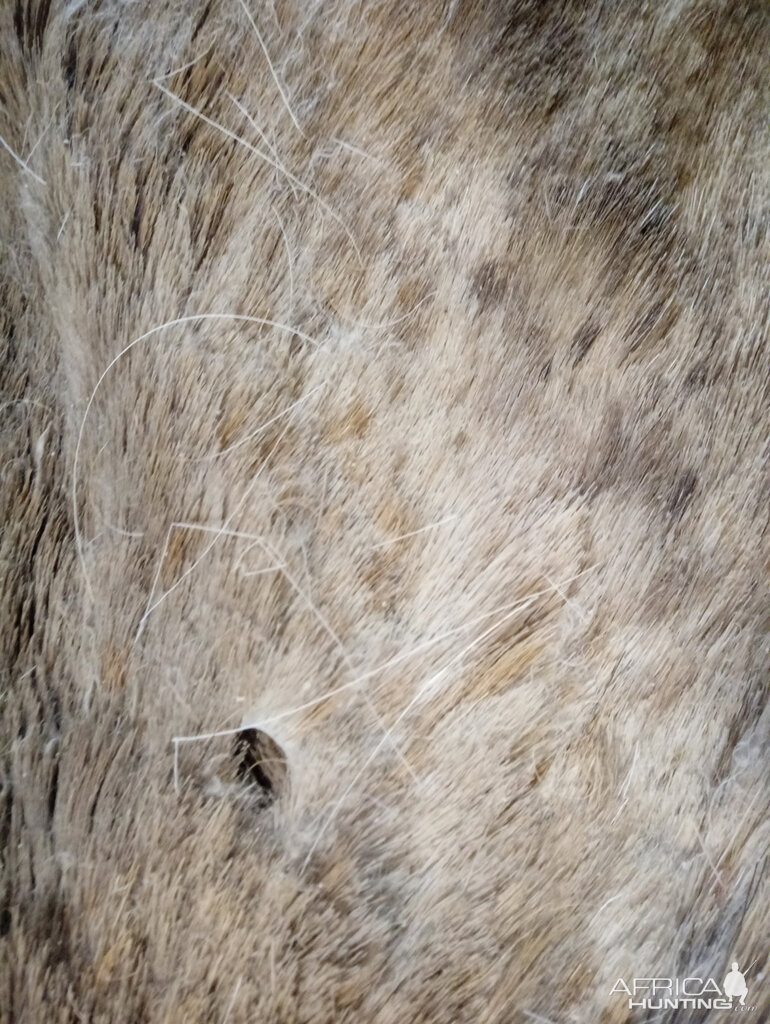 Repairing Taxidermy piece of a Transcasian Urial Sheep