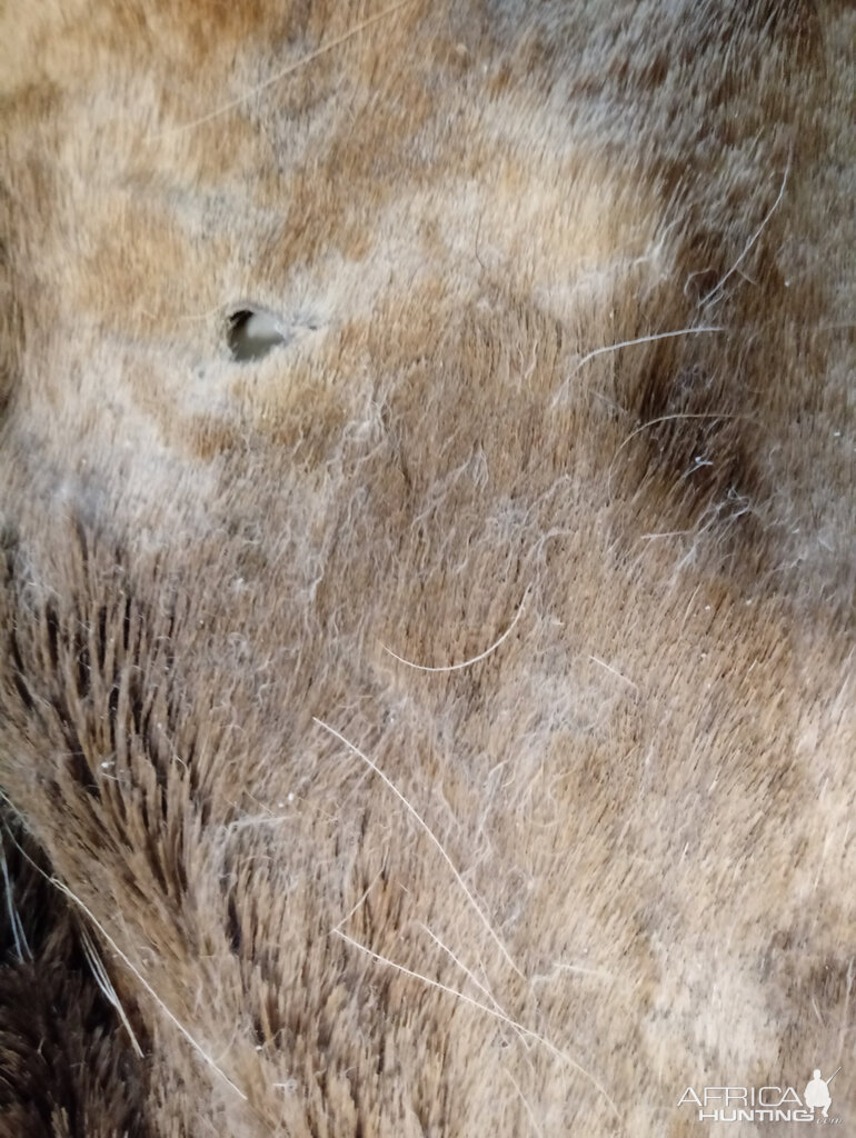 Repairing Taxidermy piece of a Transcasian Urial Sheep