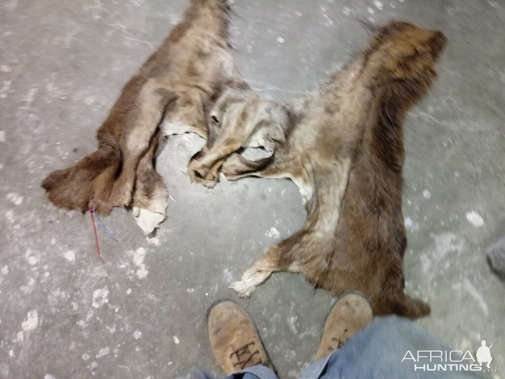 Repairing Taxidermy piece of a Transcasian Urial Sheep