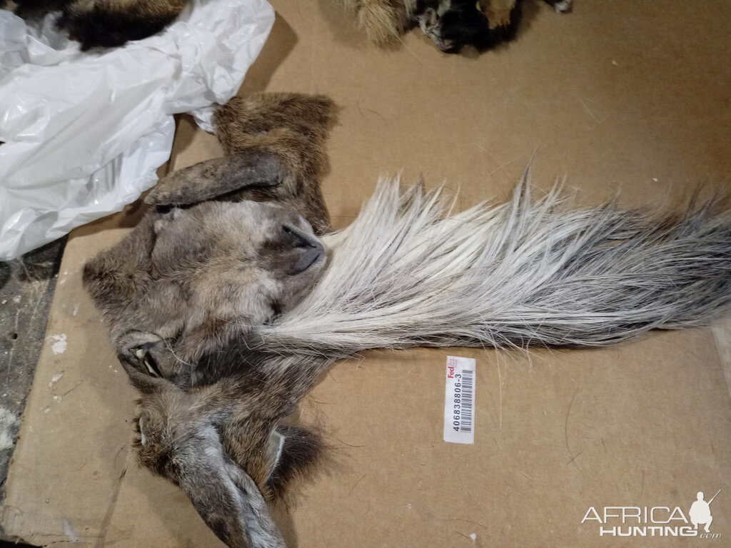 Repairing Taxidermy piece of a Transcasian Urial Sheep