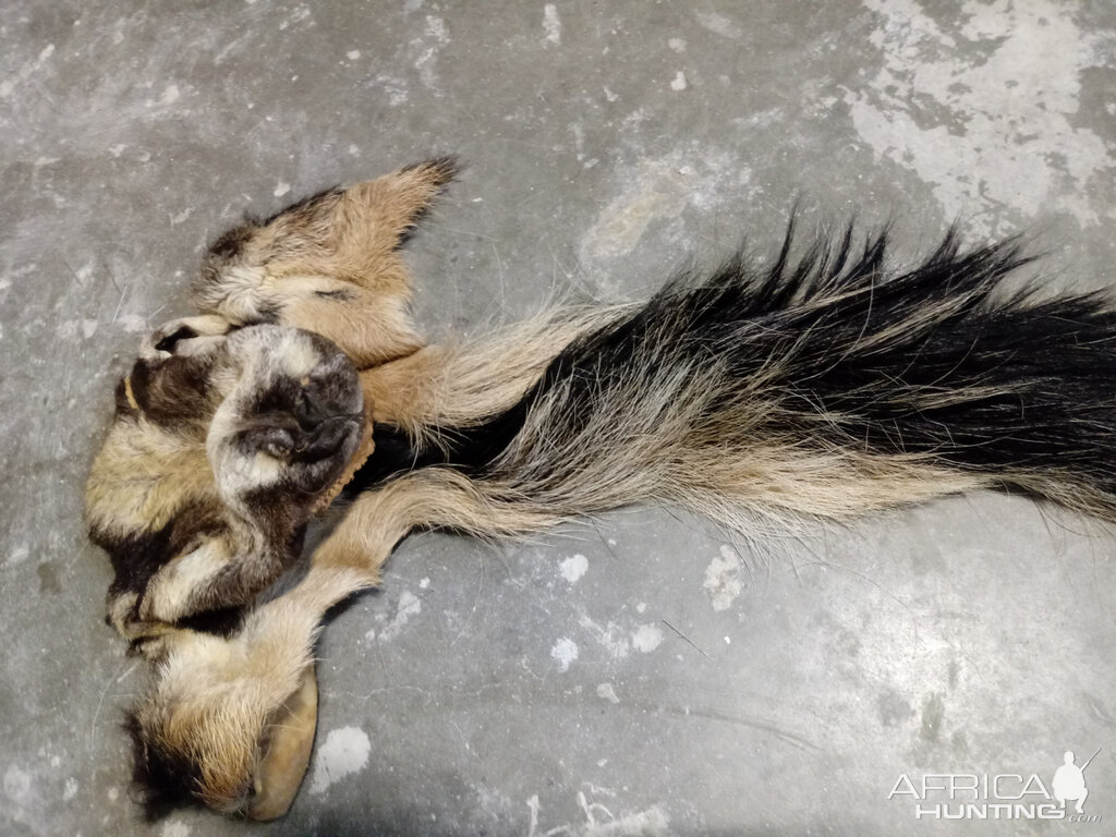 Repairing Taxidermy piece of a Transcasian Urial Sheep