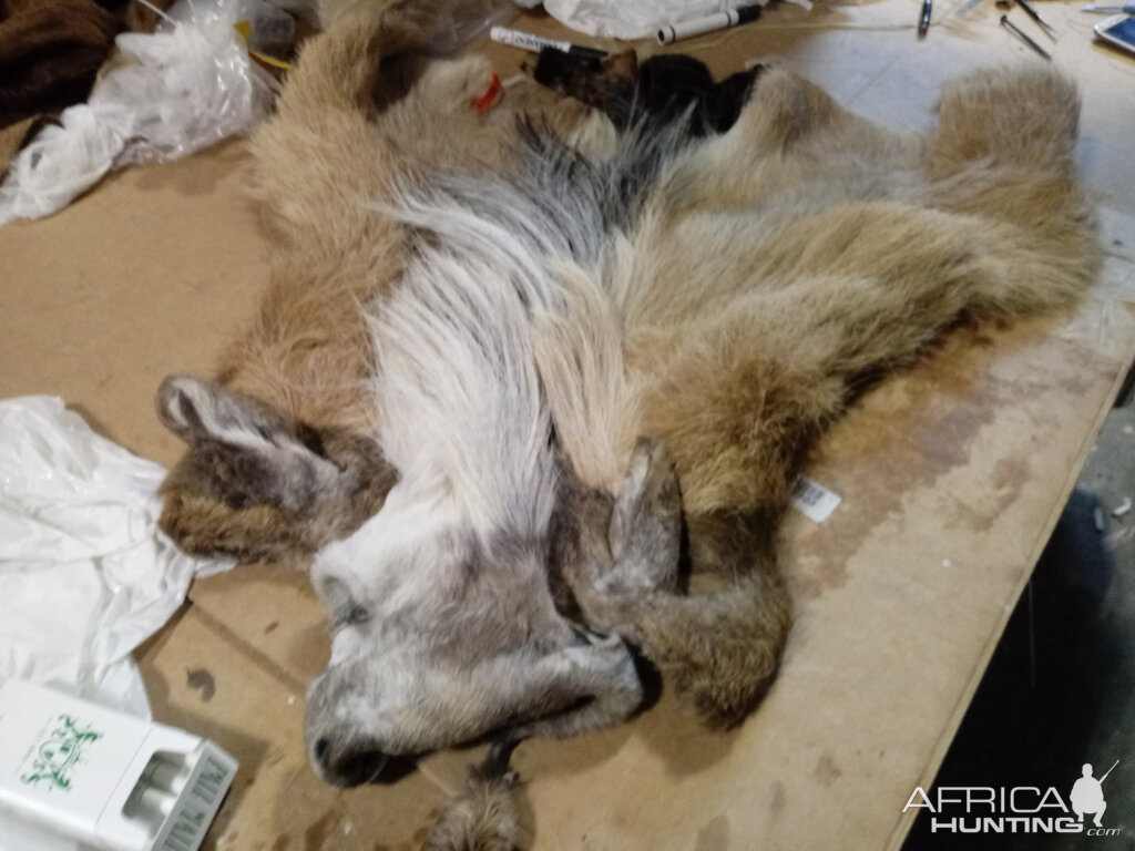 Repairing Taxidermy piece of a Transcasian Urial Sheep