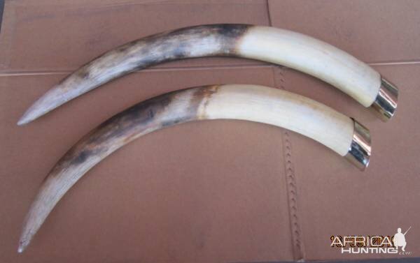 Replica Elephant Tusks