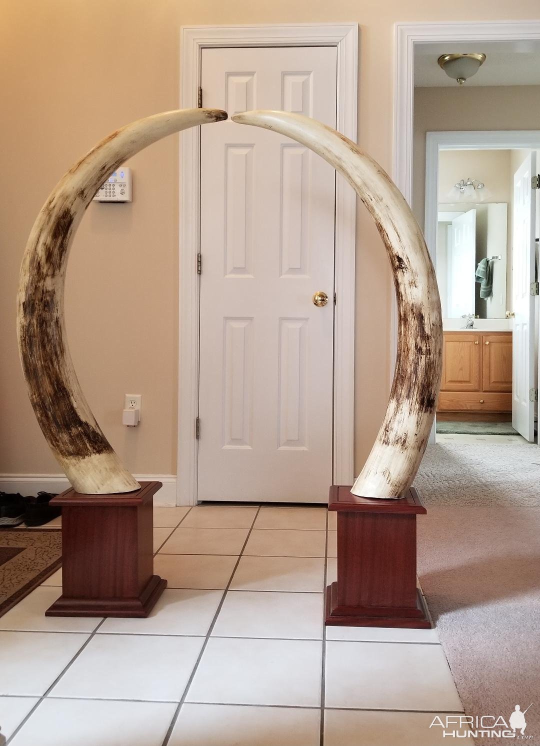 Replica Ivory Elephant Tusks