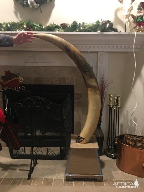 Reproduction Elephant Tusks Taxidermy