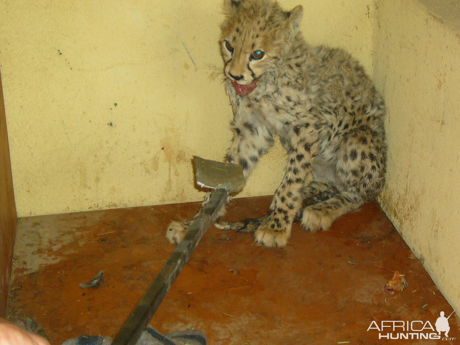 Rescued Baby Cheetah