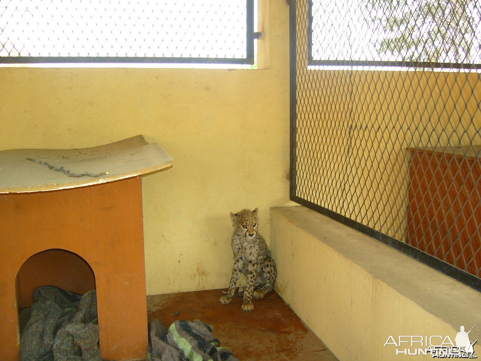 Rescued Baby Cheetah