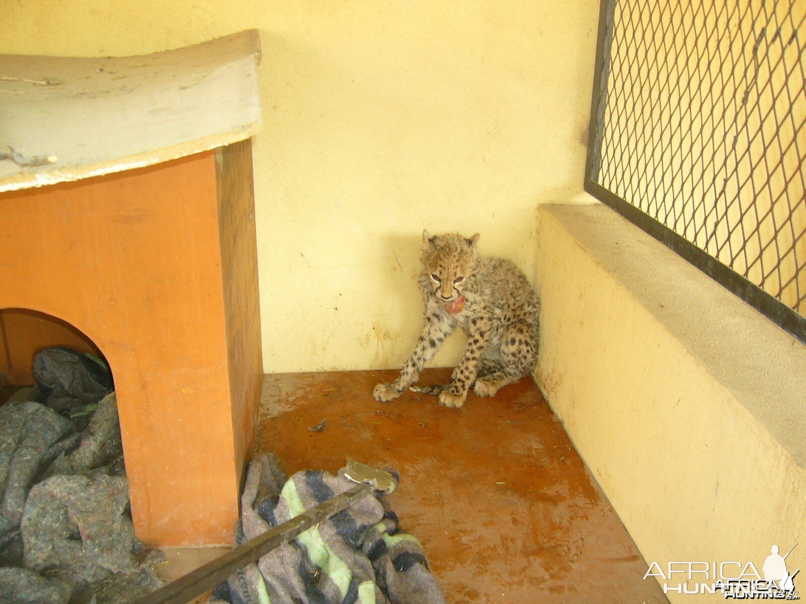 Rescued Baby Cheetah