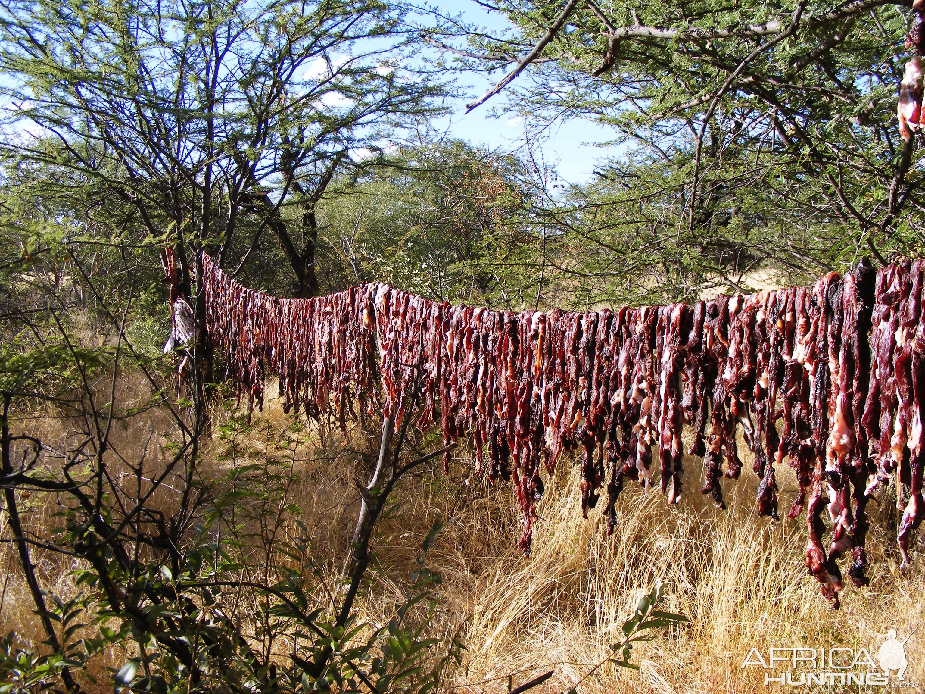 Result of poachers