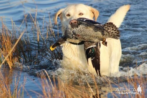 Retrieving Ducks South Africa