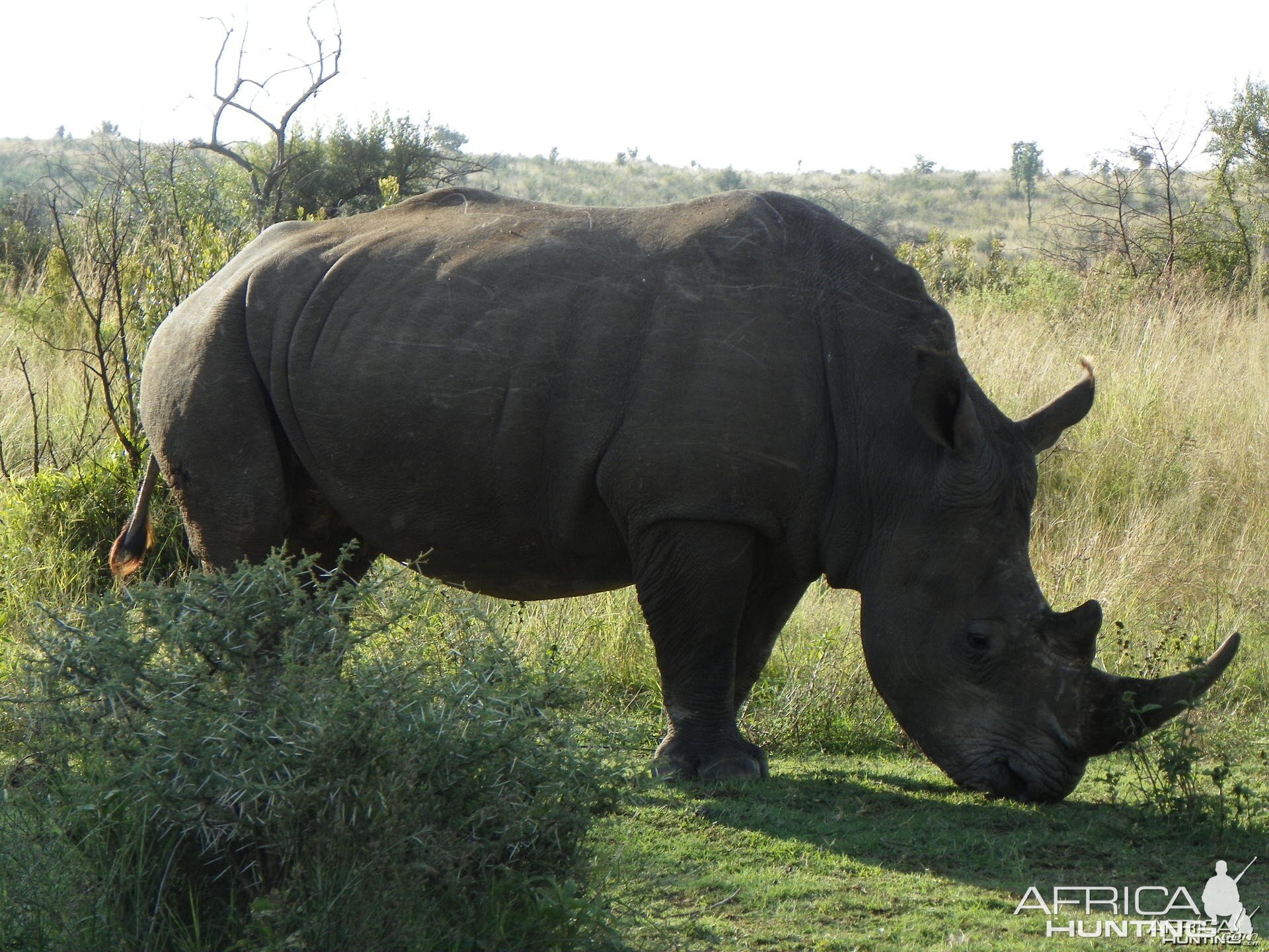 Rhino at Pilannisburg National Park South Africa