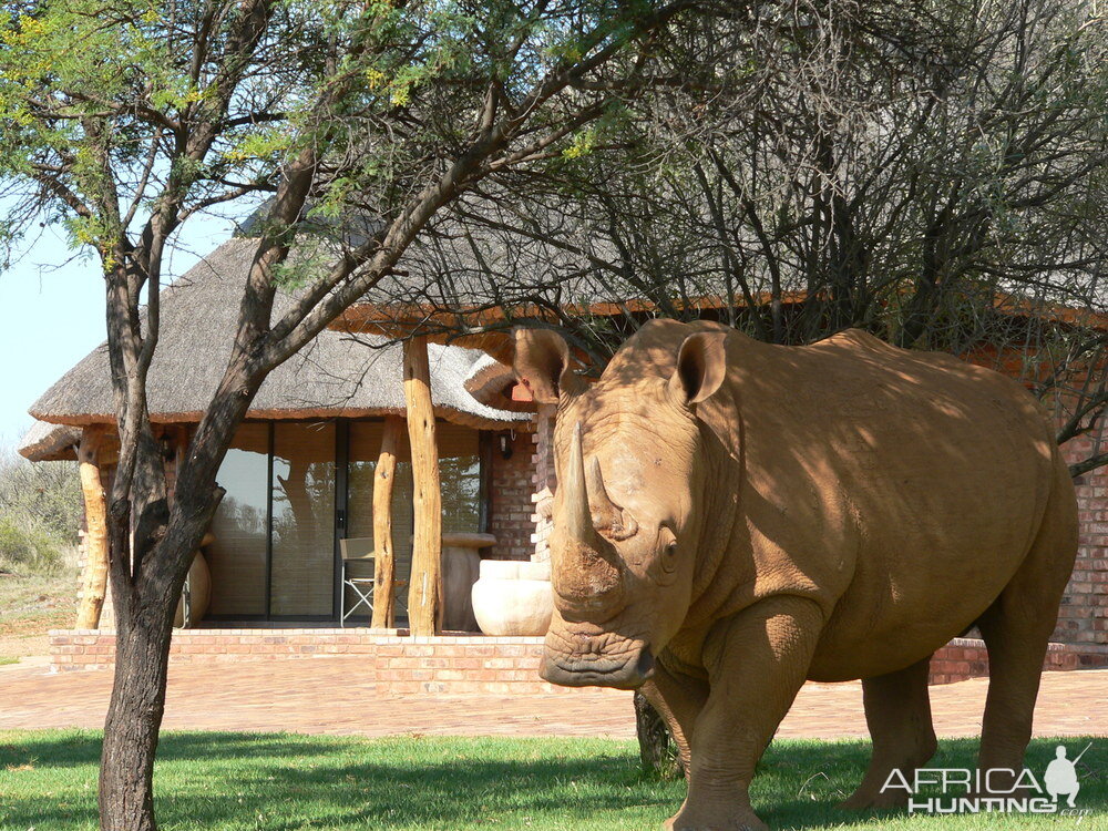 Rhino At The Lodge